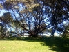 Albert Park