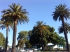 Napier