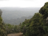 Waipoua Forest